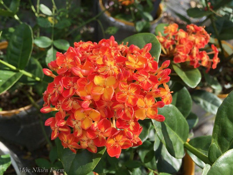 Hoa trang cam lùn S1