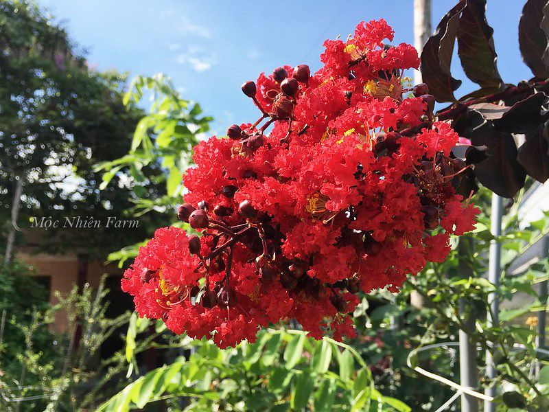 Hoa tường vi đỏ lá đỏ A1