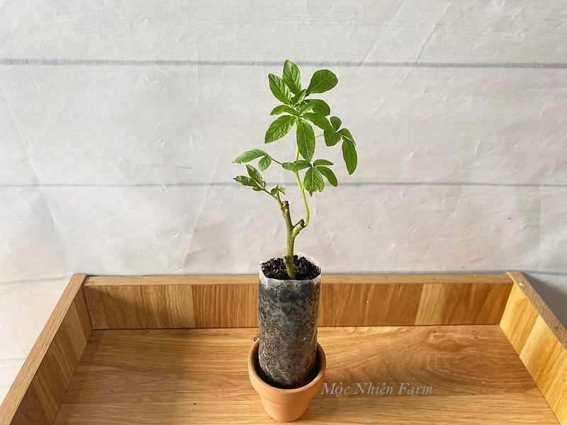 Hoa túy điệp tím B1