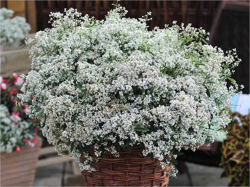 Hoa tuyết cầu