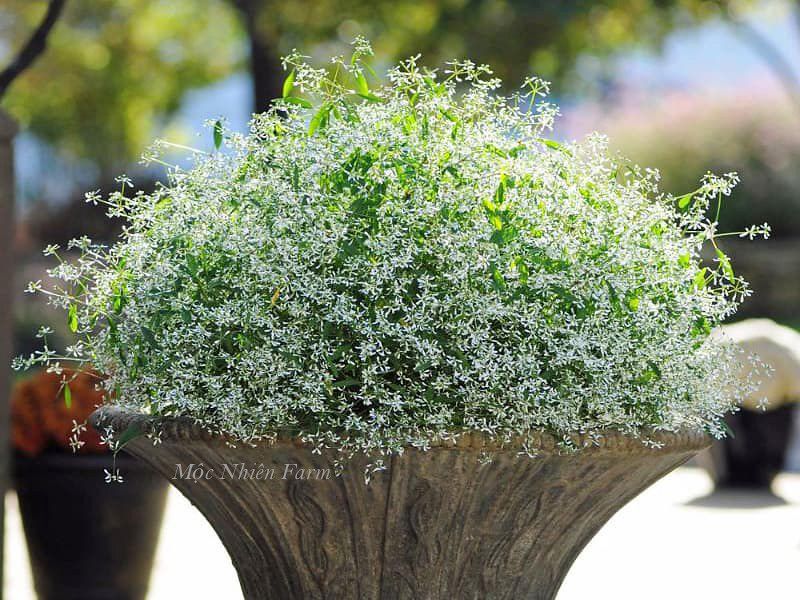 Hoa tuyết cầu
