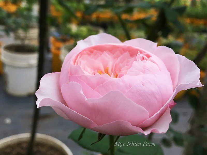 Hoa hồng Carey G1