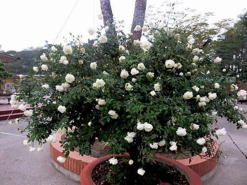  Hoa hồng cổ bạch ho H1 