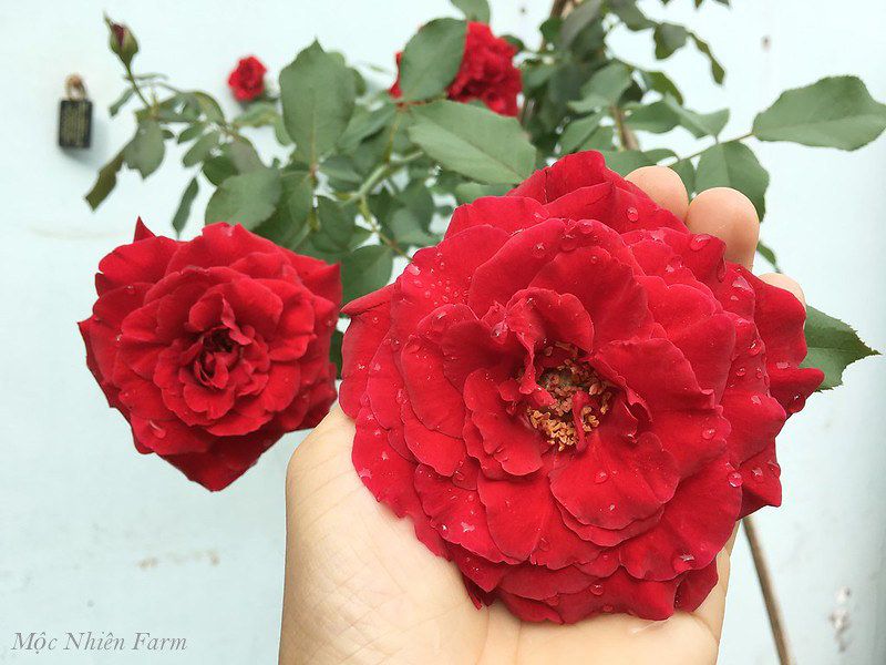 Hoa hồng cổ Hải Phòng K1