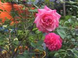  Hoa hồng cổ Sapa B2 