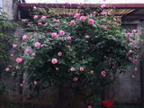  Hoa hồng cổ Sapa B2 