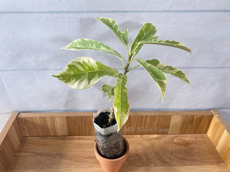 Hồng mai cẩm thạch