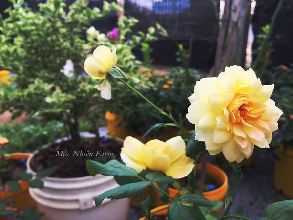  Hoa hồng Molineux V2 