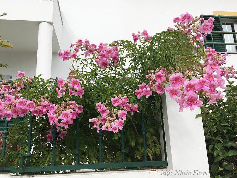 Hồng thiên hương