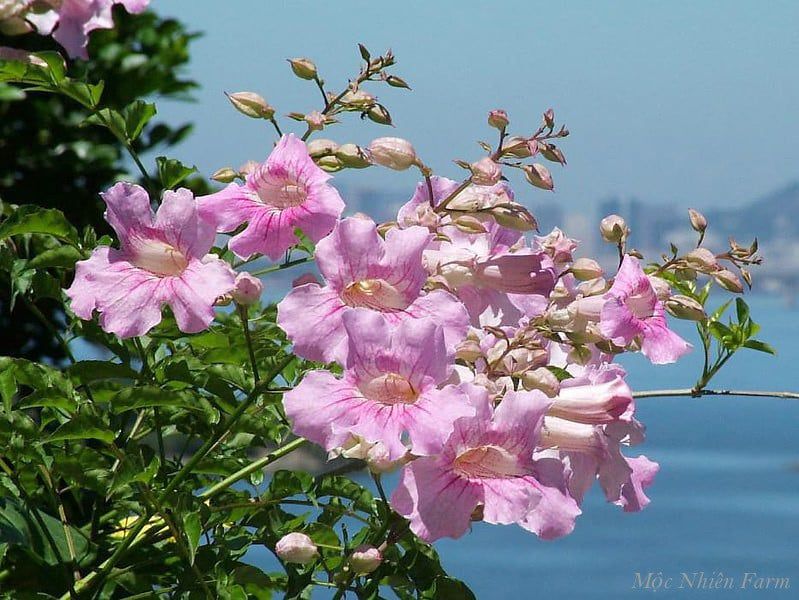Hồng thiên hương
