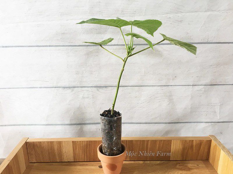 Hồng tú cầu
