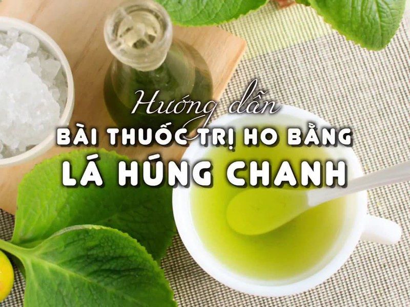 Húng chanh