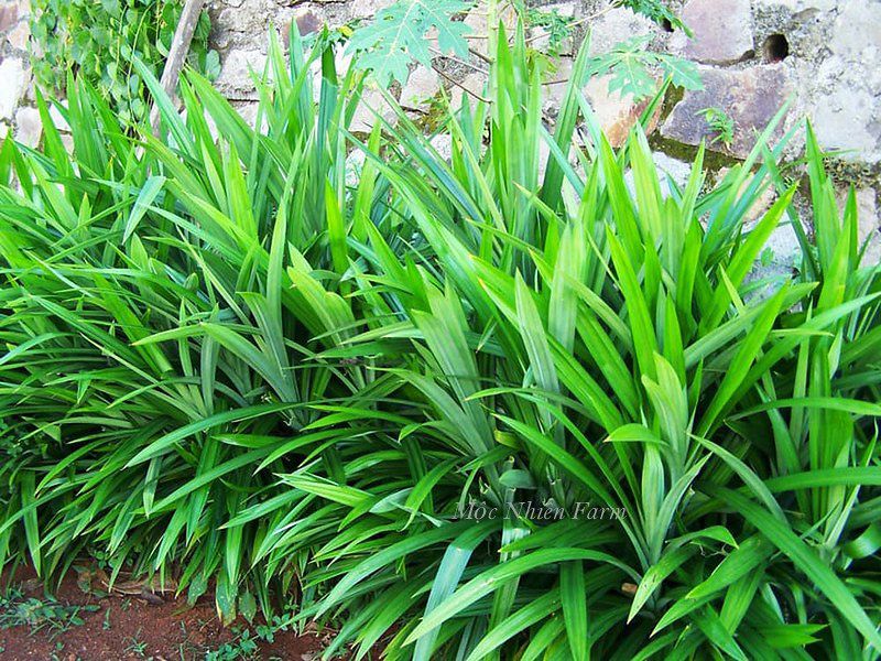 Sâm dứa