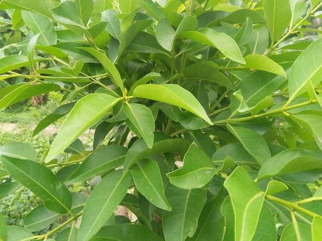 Lá vối nếp