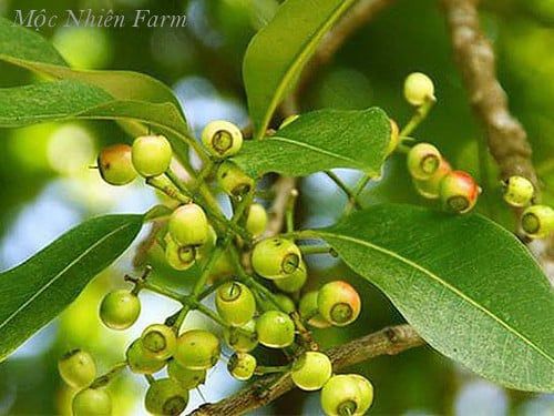 Lá vối nếp