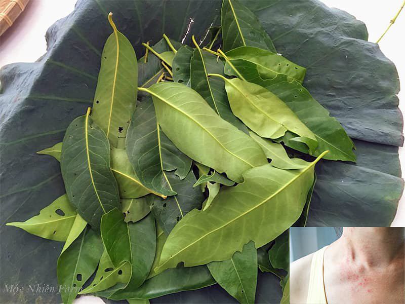 Lá vối nếp