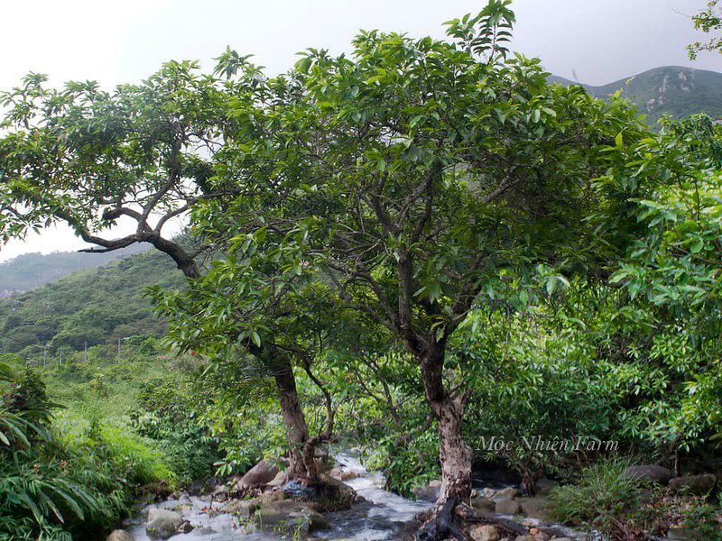 Lá vối nếp