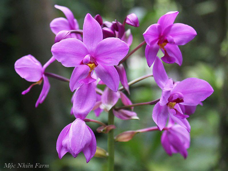 Lan chu đỉnh tím A1