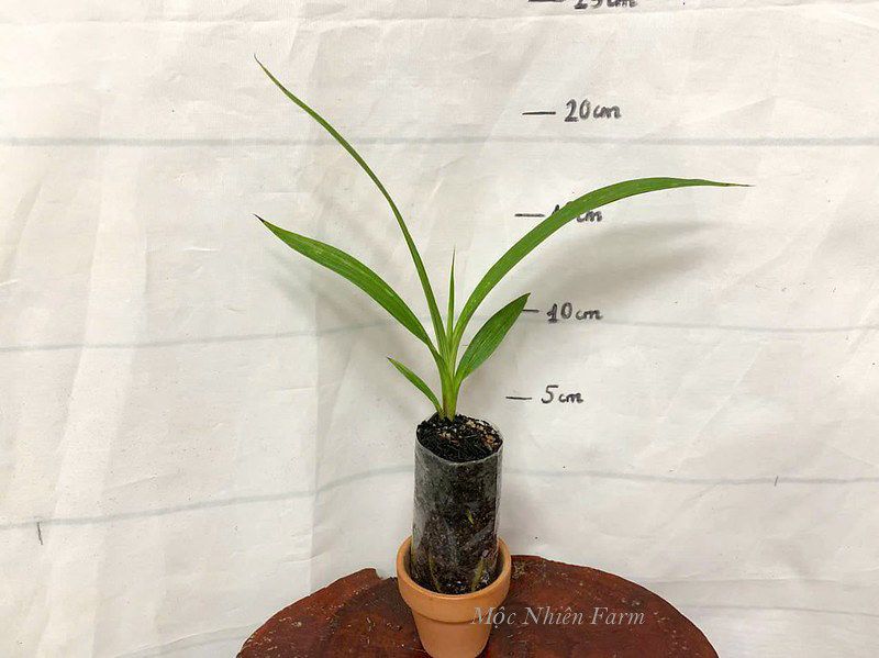 Lan chu đỉnh tím A1