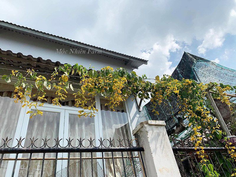Lan hoàng dương