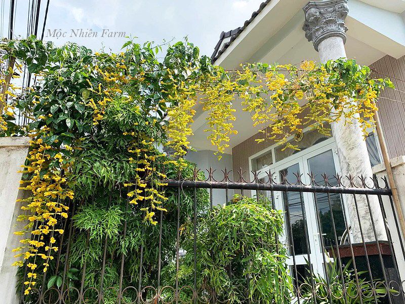 Lan hoàng dương