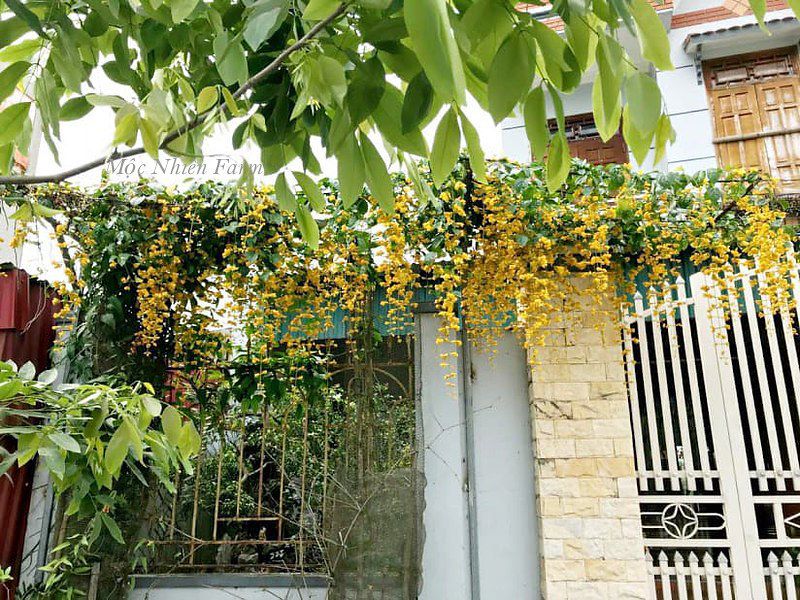 Lan hoàng dương