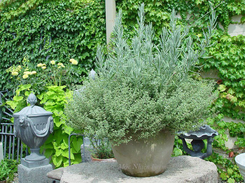 Lavender Hàn Quốc A1