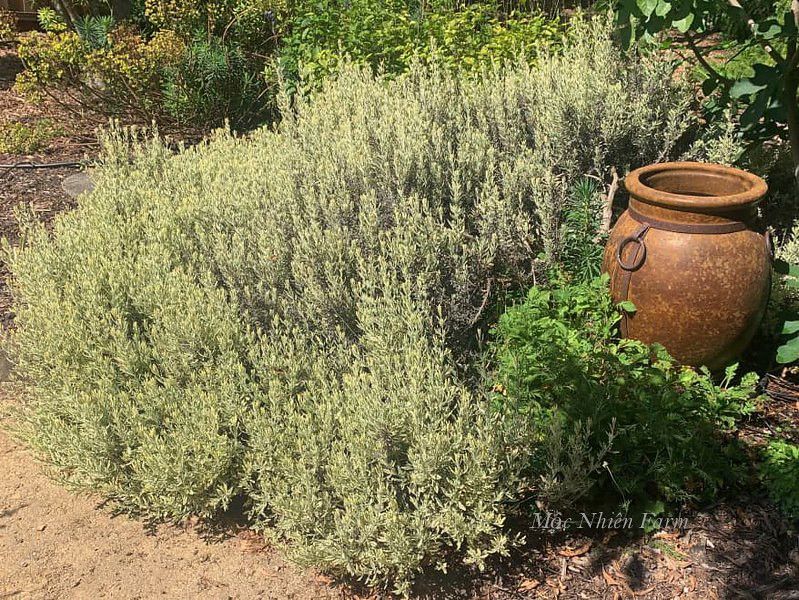 Lavender Hàn Quốc A1