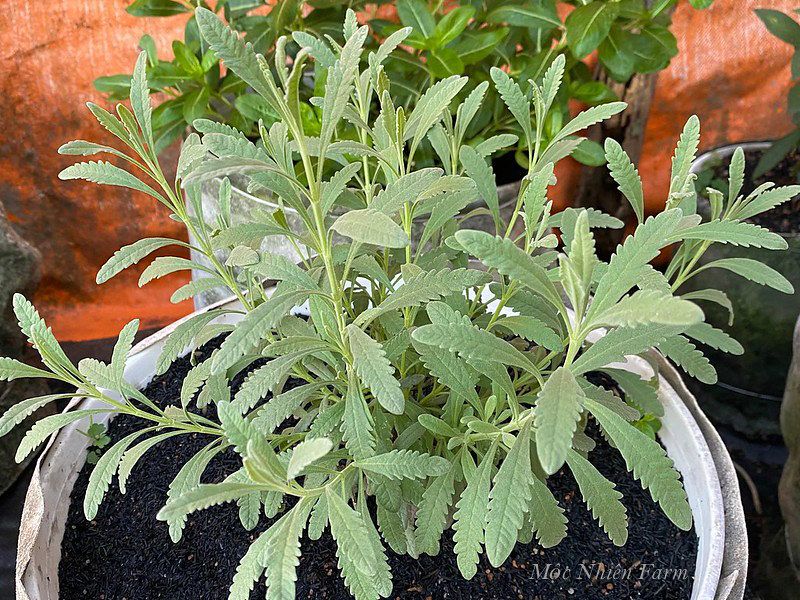 Lavender Hàn Quốc A1