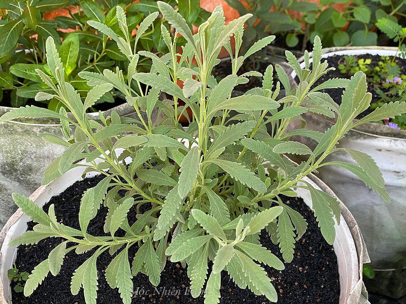 Lavender Hàn Quốc A1