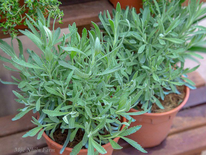 Lavender Hàn Quốc A1
