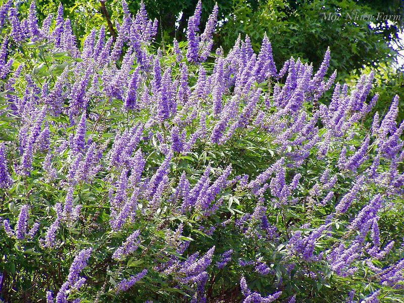 Lavender thân gỗ B1