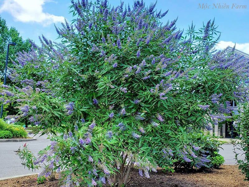Lavender thân gỗ B1