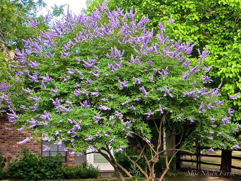 Lavender thân gỗ B1
