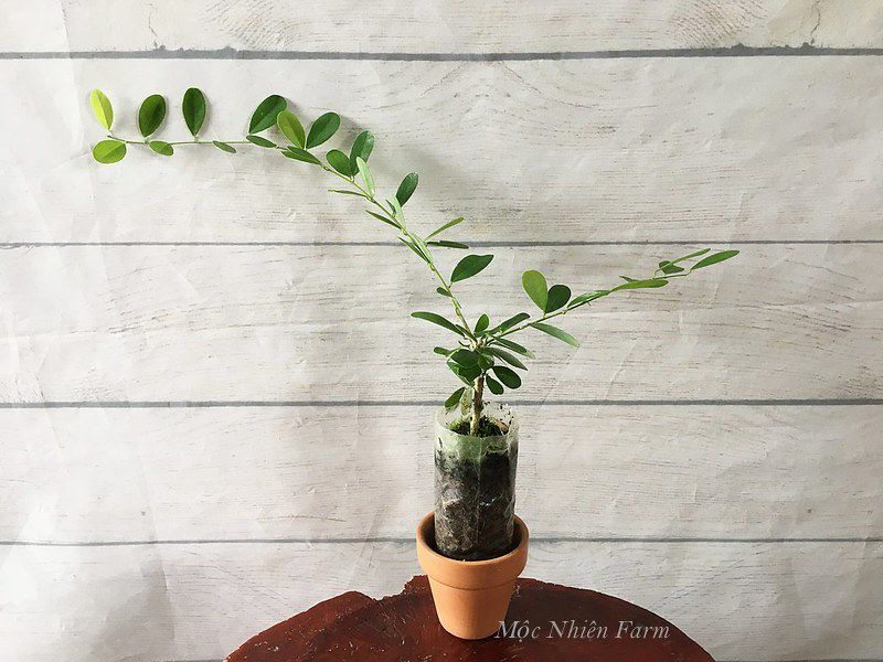 Linh sam La Hai trắng hồng, lá trung E1