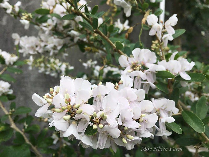 Linh sam La Hai trắng hồng, lá trung E1