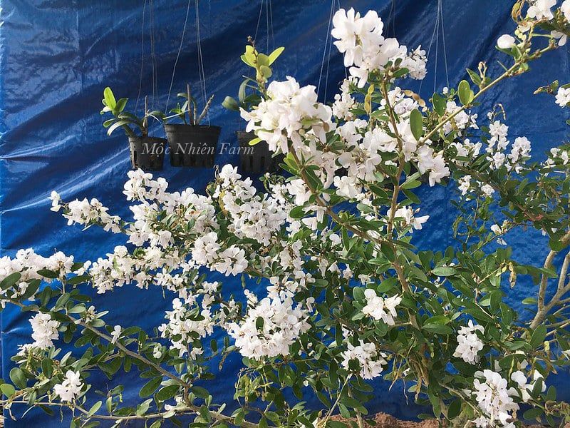 Linh sam La Hai trắng hồng, lá trung E1