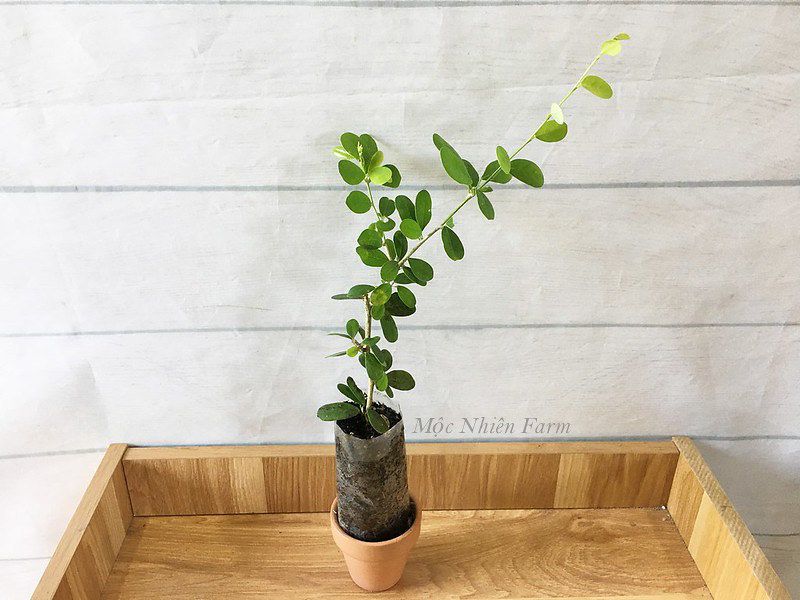 Linh sam bông chùm La Hai, tím hồng, lá trung B1