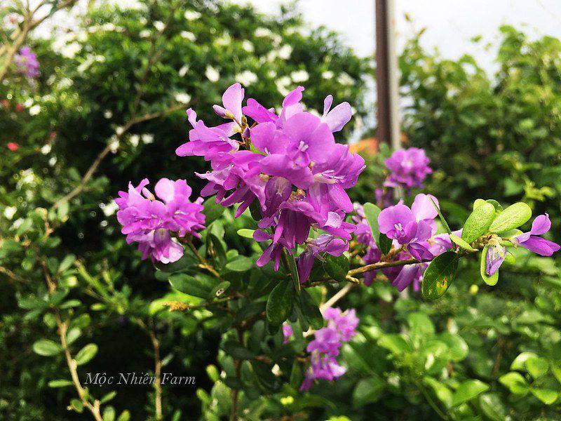 Linh sam bông chùm La Hai, tím hồng, lá trung B1