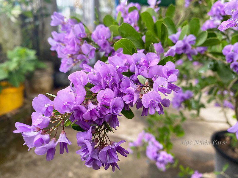 Linh sam siêu bông Sông Hinh, tím hồng, lá nhỏ M1