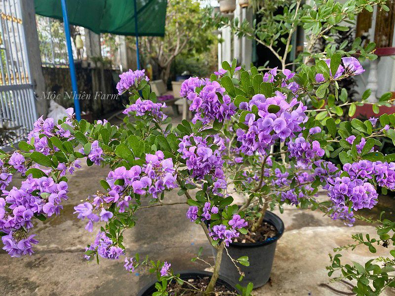 Linh sam siêu bông Sông Hinh, tím hồng, lá nhỏ M1