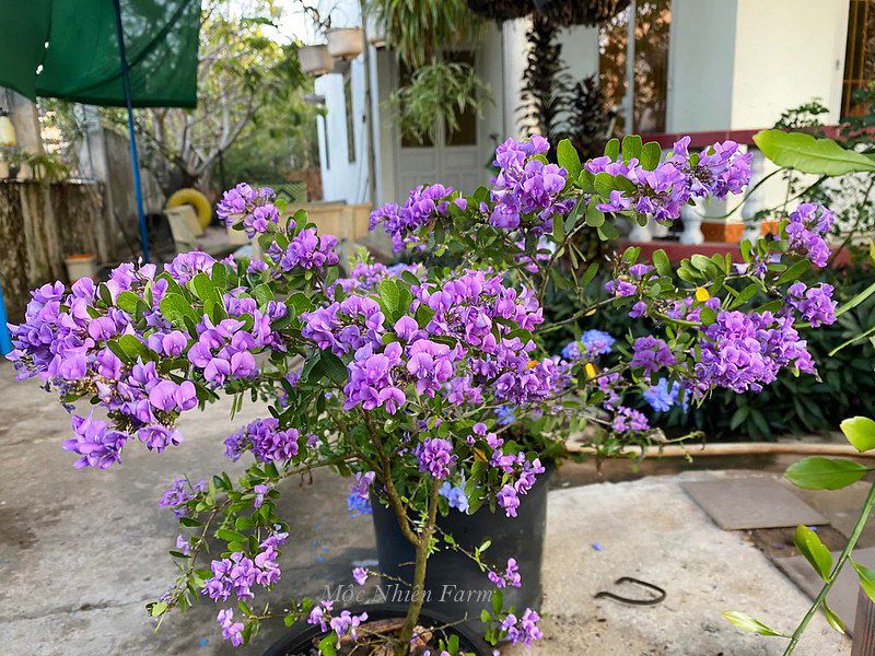 Linh sam siêu bông Sông Hinh, tím hồng, lá nhỏ M1
