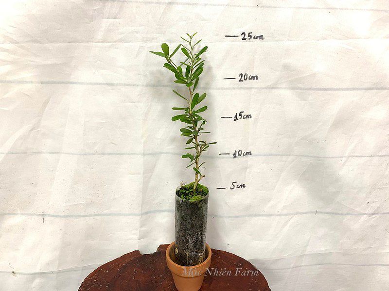 Linh sam siêu bông Sông Hinh, tím hồng, lá nhỏ M1