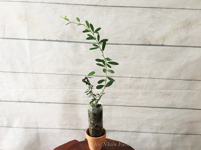 Linh sam Sông Hinh tím xanh, lá nhỏ F1