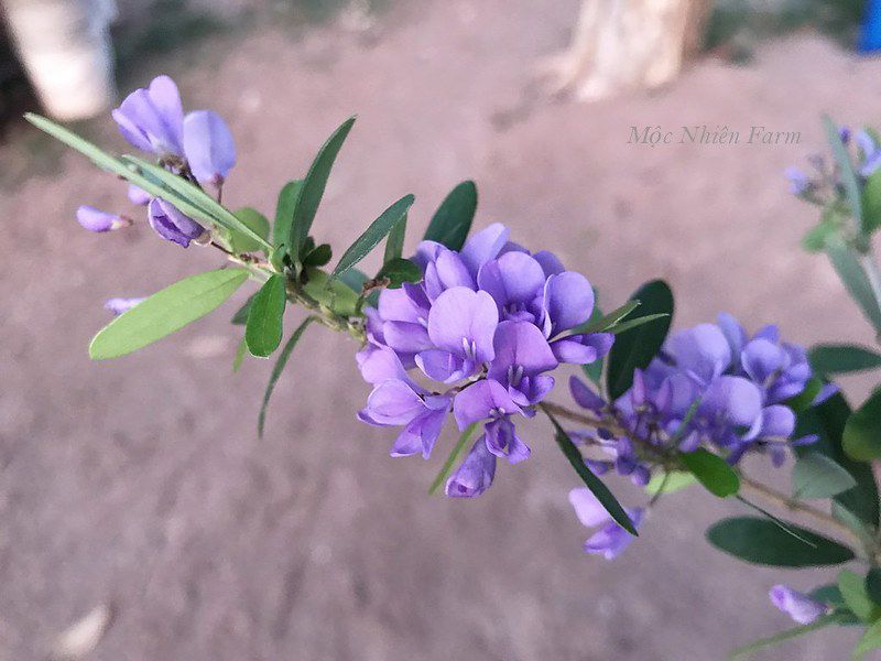 Linh sam Sông Hinh tím xanh, lá nhỏ F1