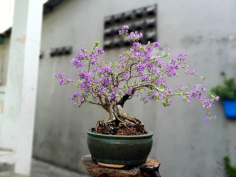 Linh sam Sông Hinh tím xanh, lá nhỏ F1