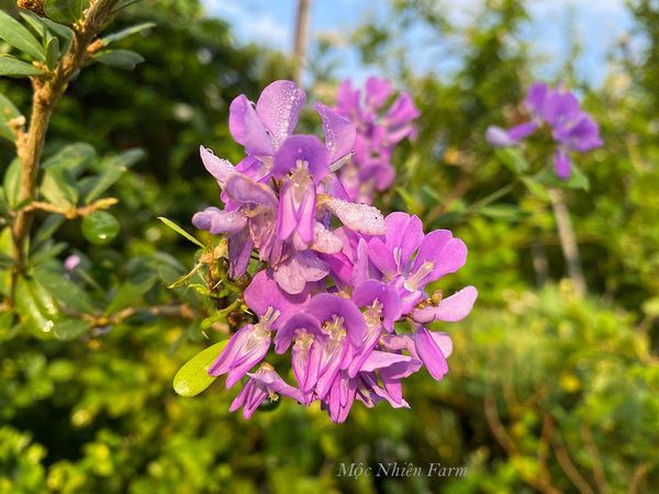  Linh sam tím hồng, Sông Hinh, lá nhỏ G1 