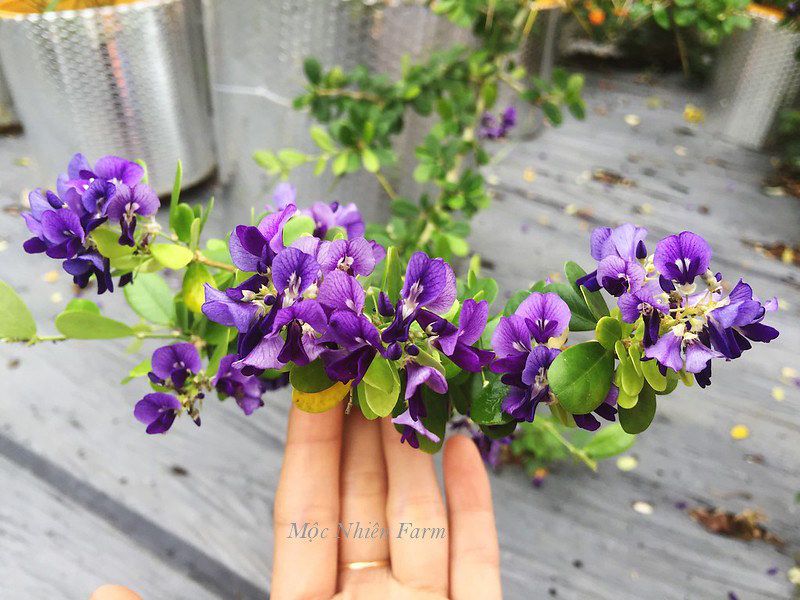 Linh sam tím than La Hai, lá lớn H1