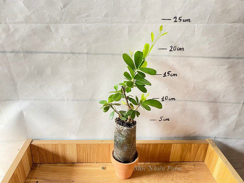 Linh sam tím than La Hai, lá lớn H1