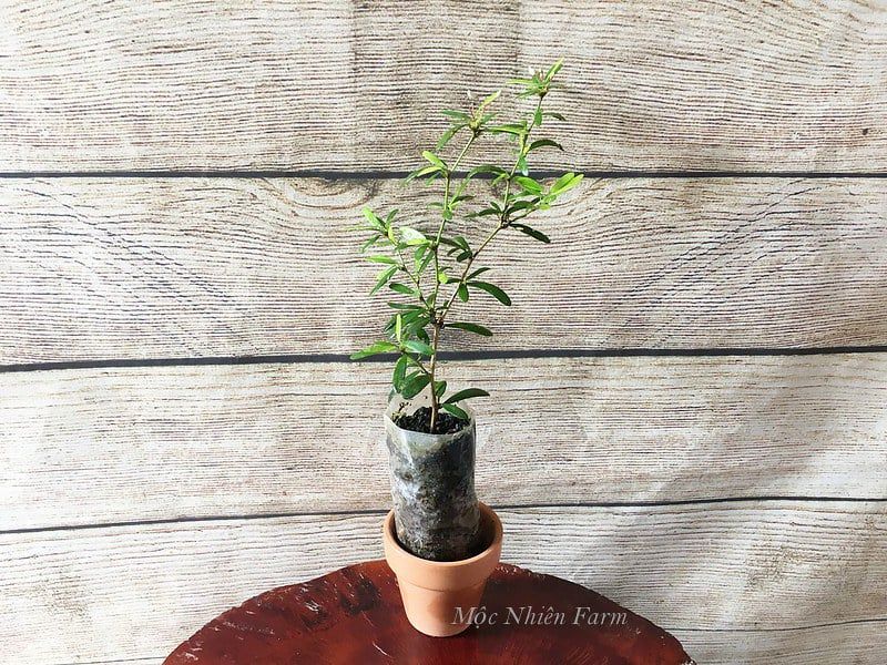 Linh sam trắng hồng, hai màu, Sông Hinh, lá rí N1